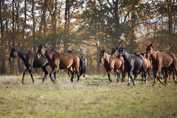 Herd of horses