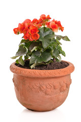 Potted orange begonia isolated on white