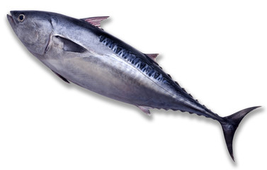 Atún 1