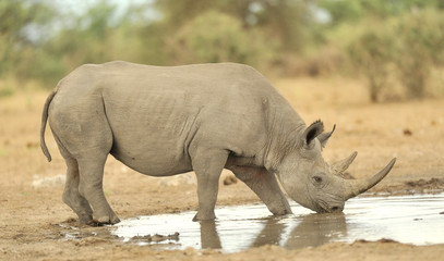 Rhino #1