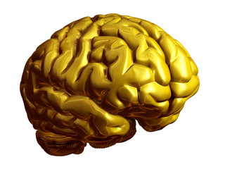 goldenes Gehirn, halbprofil