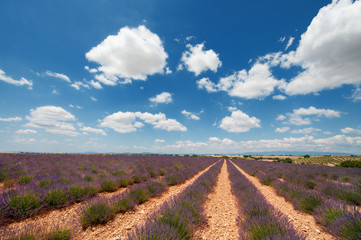 Lavender field in France