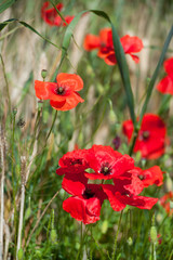 Red poppies