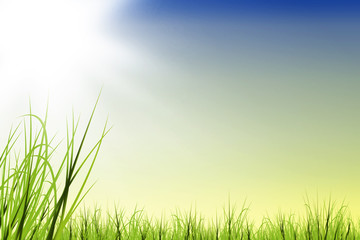 Fototapeta premium Gras wiese mit Sonnenschein