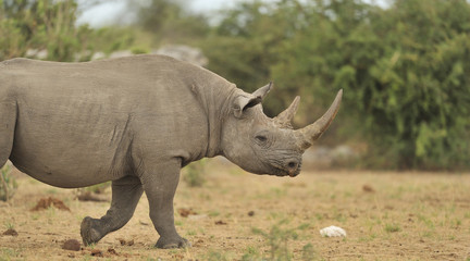 Fototapeta premium Rhino #3