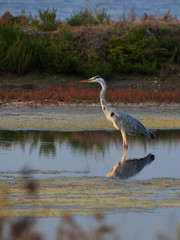 blue heron standing in the marsh