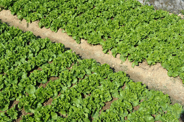 lettuce plant in field