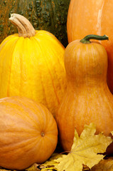 Ripe pumpkins