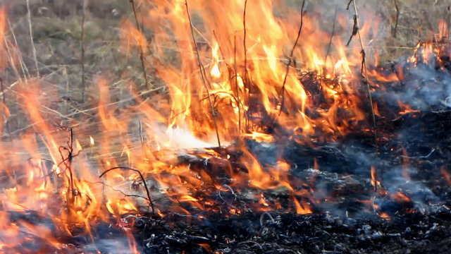 Fire in the dry grass field.