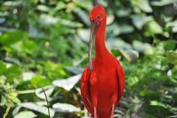 Scarlet Ibis bird