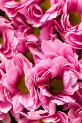 Chrysanthemum Flowers