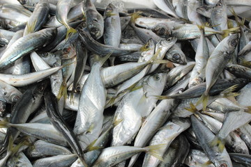 Fototapeta premium Fresh sardine fish on ice at the fishmonger