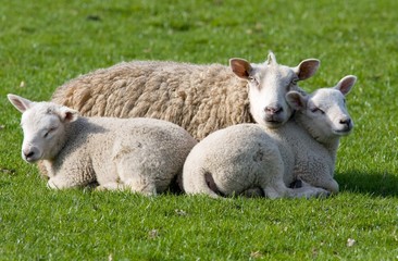 Naklejka na ściany i meble Sheep with two lambs