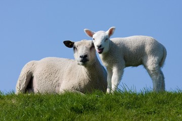Sheep with lamb