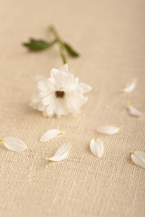 Fototapeta na wymiar A white flower on linen