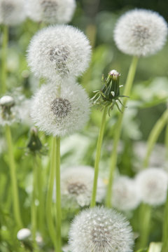 Close Up of fluffy dandelions