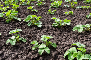 Sprouts of strawberry on a bed