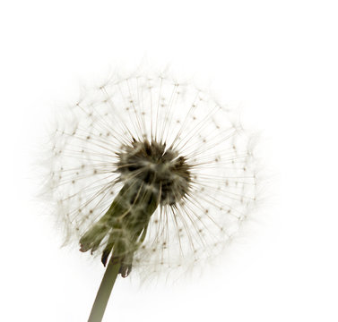 Fototapeta Dandelion