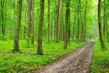 Fototapeta premium forest