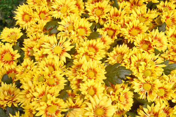 Yellow and Red Daisies in Garden