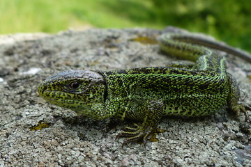 sand lizard on the stone