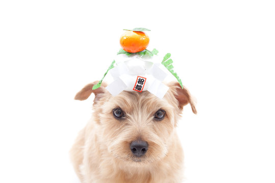 薩摩犬 の画像 177 件の Stock 写真 ベクターおよびビデオ Adobe Stock