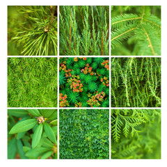 zielone kwadrat iglaste drzewo sosna jałowiec lato - obrazy, fototapety, plakaty