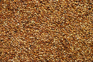 Buckwheat