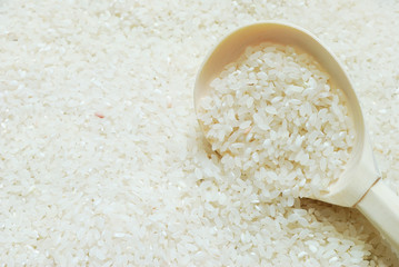 Rice in the wooden spoon