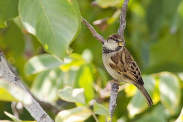 Italian Sparrow Passer italiae, Crete