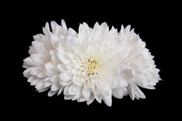 Three open white chrysanthemum button  isolated on black