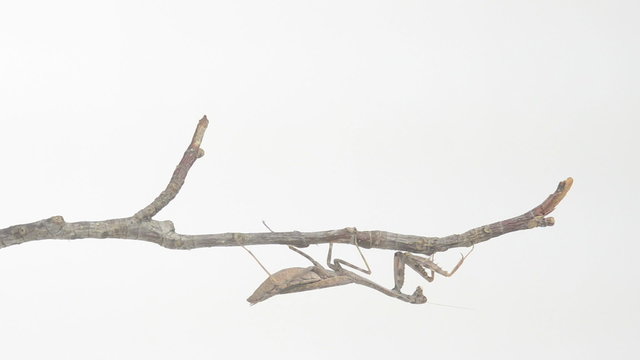 Praying mantis clinging to a stick