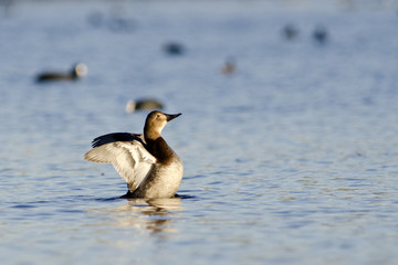 Naklejka premium Common Pochard - Aythya ferina, Crete