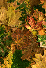 Herbstblätter