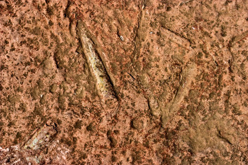 Fossils