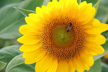 Obraz premium a little bee on sunflower