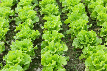Lettuce seedlings in field