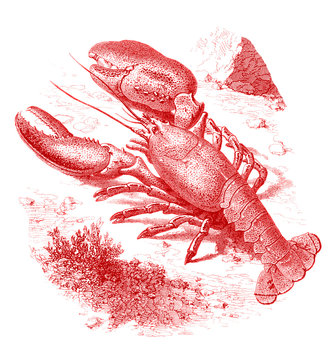 Homard