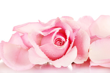 Pink rose isolated on white