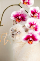Cat and orchid