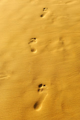 Fototapeta na wymiar Spacer wzdłuż brzegu, przy złotej, piaszczystej uellas