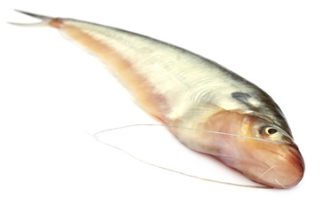 Fresh water Pabda fish of Southeast Asia
