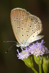Beautiful Butterfly with The flower of grass