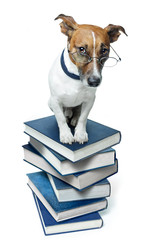 dog on book stack