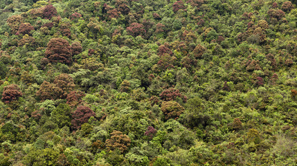 Crowns of trees