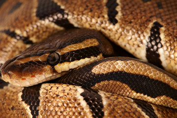 Snake ,Schlange ,Boa,Python,Python regius