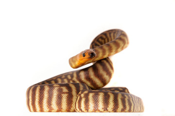 Fototapeta premium Schlange Snake würgeschlange python woma