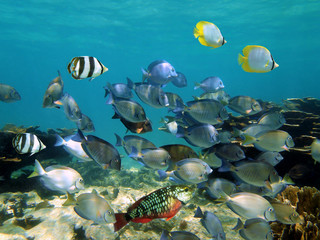 Fototapeta na wymiar Ławica ryb tropikalnych w rafie koralowej
