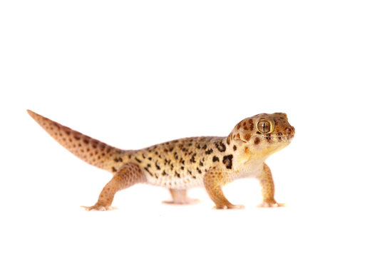 Lizzard Gecko Echse Reptil wundergecko