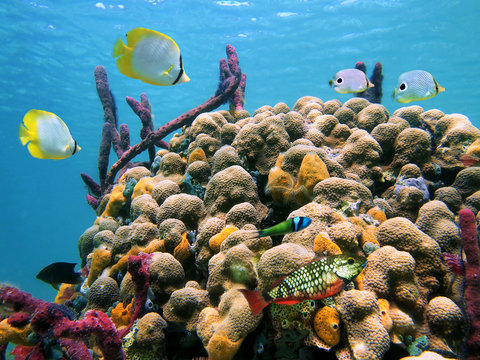 Fototapeta Underwater tropical fish in a colorful coral reef with water surface in background, Caribbean sea
